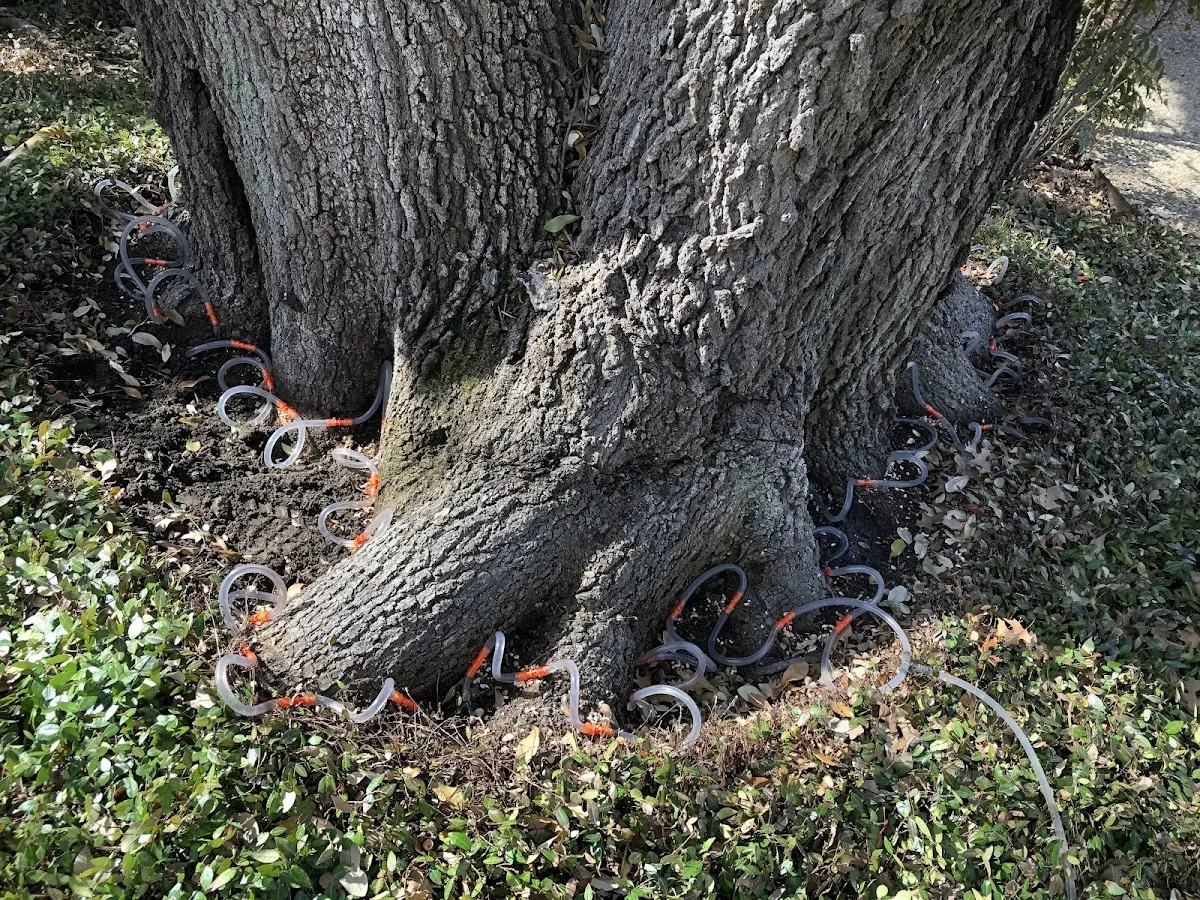 Detailed Tree Cabling and Bracing job site in Pamplico